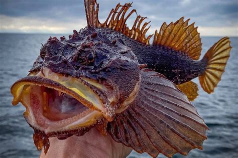 A Fisherman In Canada Keeps Catching Some Of The Strangest Fish Ever