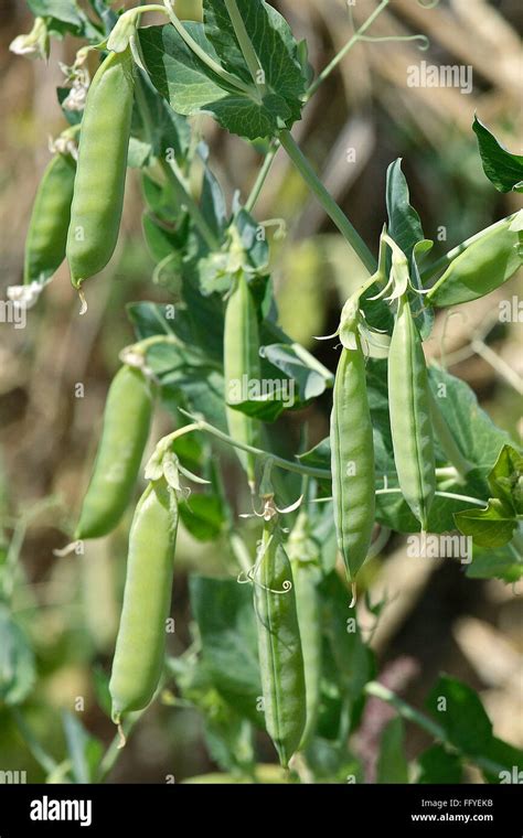 Field Peas India Hi Res Stock Photography And Images Alamy