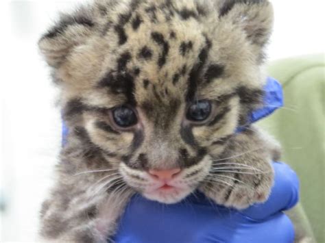 Denver Zoos Clouded Leopard Cubs Socialize Zooborns