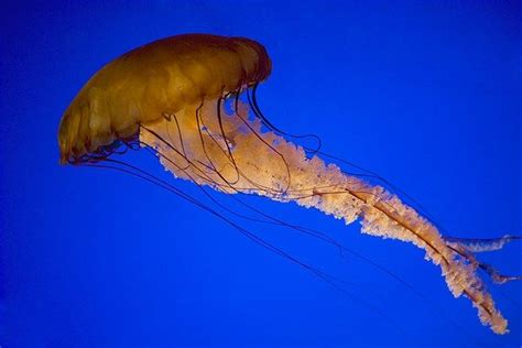 Image Box Jellyfish © Glow Imagesgetty Images Ocean Creatures