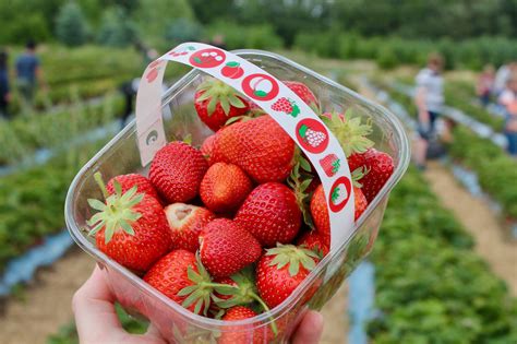 10 farms for strawberry picking near Toronto