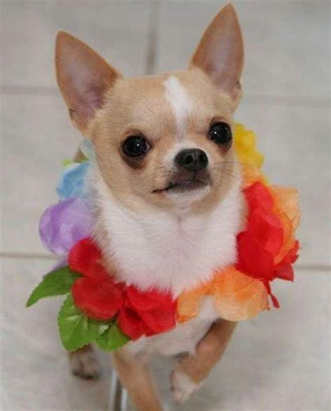 Hawaiian Chihuahua Cute Funny Dogs Cute Chihuahua Chihuahua Love