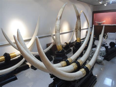 Chinas Illegal Ivory Trade Escalating Out Of Control National