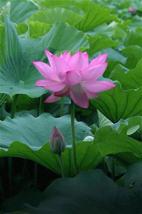 Find images of flower gift. Decent Image Scraps: Animated Lotus Flower