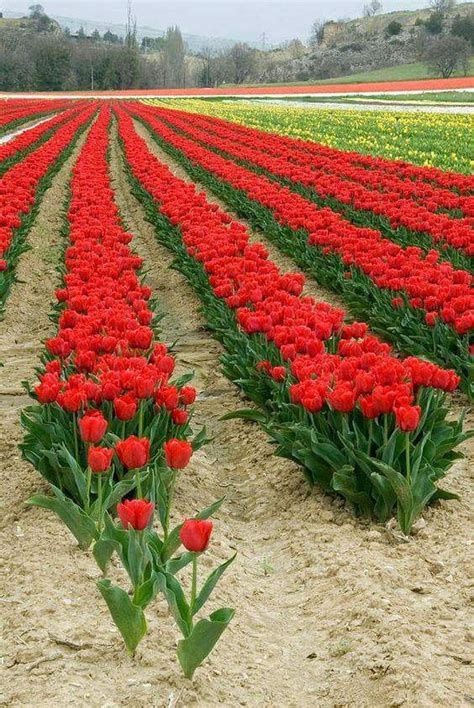 Beautiful World Beautiful Gardens Beautiful Places Tulips Art Red