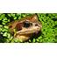 Common Frog Animal Facts  Rana Temporaria AZ Animals