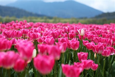 1920x1080 Resolution Pink Tulip Flower Field During Daytime Canada
