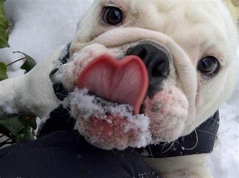 Snow Monster English Bulldog Bulldog Funny Bulldog Dog Face
