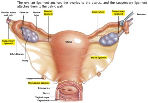 Show Ovarian Ligament And Suspensory Ligament In Human Female With Diagram