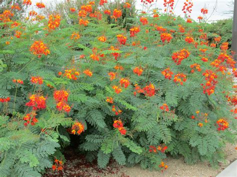 The Best Orange Flowers In South Texas And Pics Birds Of Paradise Plant Paradise Plant