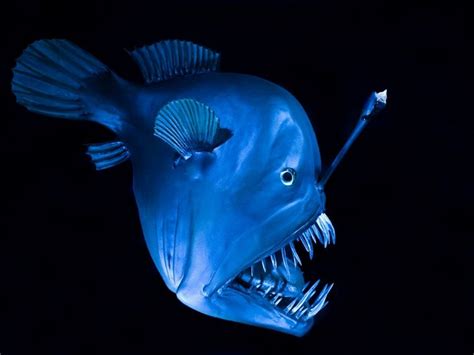 Humpback Anglerfish Deep Sea Creatures Cool Sea Creatures Humpback