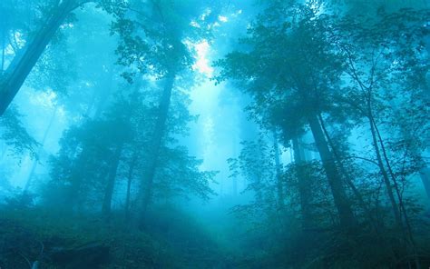 Blue Forest Fog Trees Dawn Wallpaper Nature And Landscape