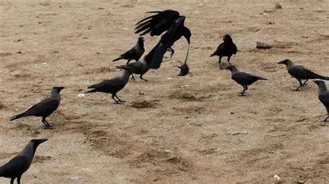 Rajasthan Govt Sounds Alert After Crows Die Of Avian Flu In Jhalawar