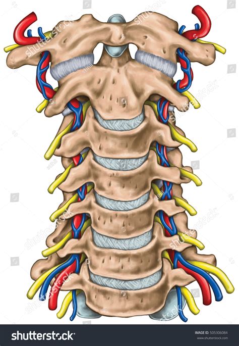 Stock Ilustrace Cervical Spine Both Vertebral Arteries Transverse