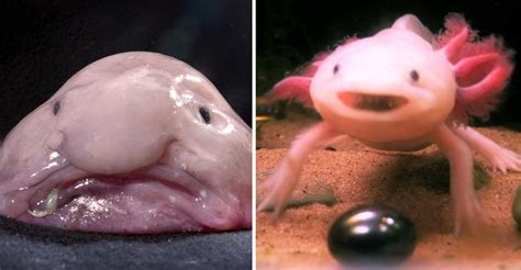 18 Weird And Wonderful Sea Creatures Youve Never Seen Before