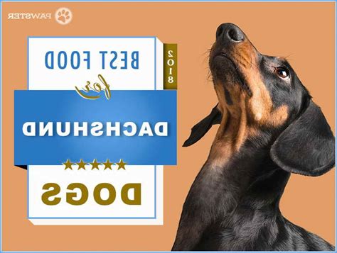 What to feed a dachshund? Best Puppy Food For Miniature Dachshund | PETSIDI
