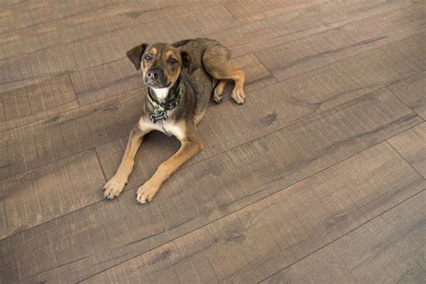 Cork Flooring Durability Pets Clsa Flooring Guide
