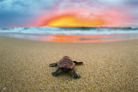 Photography 7713 From Loggerhead Sea Turtles Ben Hicks
