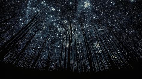 Starry Forest - Trippy.me