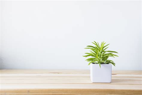 5 Incredible Benefits Of Having Desk Plants In Your