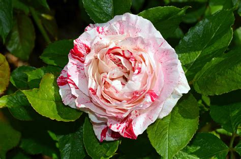 Odmiany Róż Róże Czepne Muratorpl