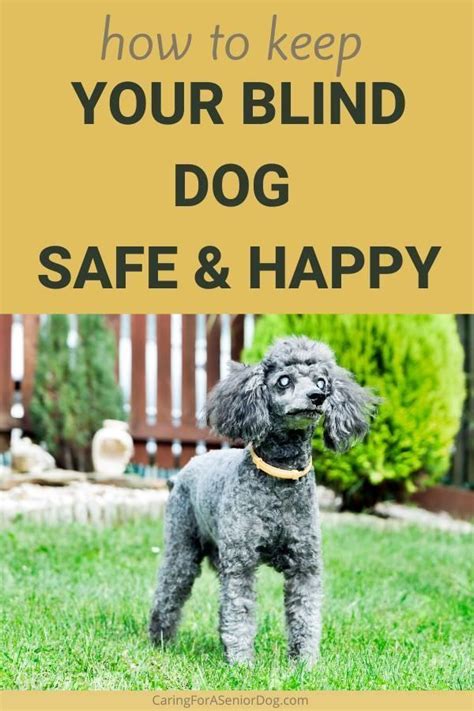 How To Keep Your Blind Dog Safe Caring For A Senior Dog Blind Dog