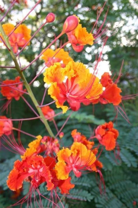This Listing Is For A Lot Of Red Bird Of Paradise Caesalpinia Pulcherrima Seeds This