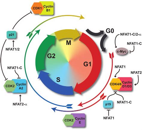 Cell Cycle Regulation By Nfat Proteins Schematic Representation Of The
