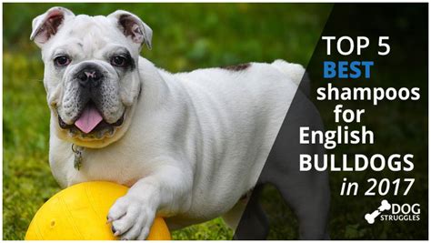 Different dog breeds shed in different amounts: Top 5 Best Shampoos for English Bulldogs in 2017 ...