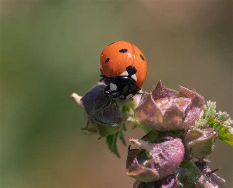 Imgp3102 Ladybug Cleans Itself Coccinellidae Deborah Kotovsky Flickr