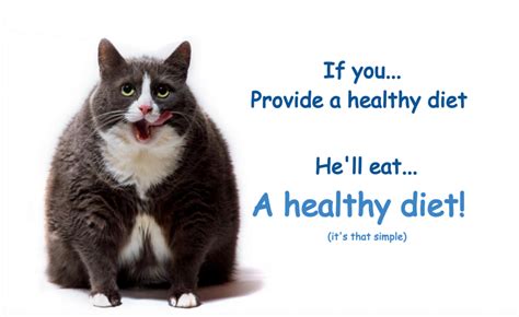 Best Diet Cat Food For Overweight Cats