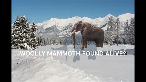 Woolly Mammoth Sighting 2021 Woolly Mammoth Still Alive 2021