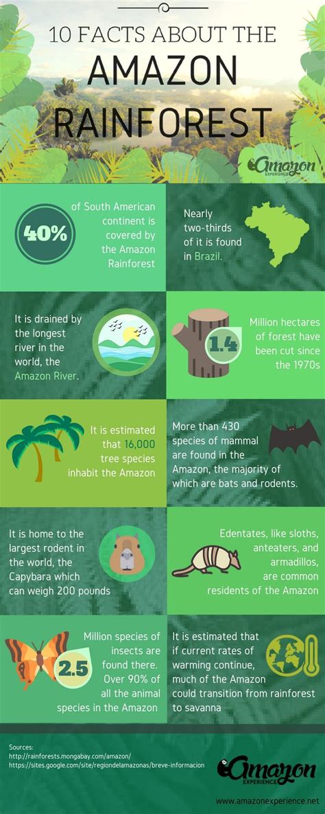 Facts About The Amazon Rainforest You Probably Didn T Know Infographic AmazonRainforest