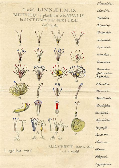 Methodus Plantarum Sexualis Linnaeus I Think This Would Make A Fantastic Embroidery Project