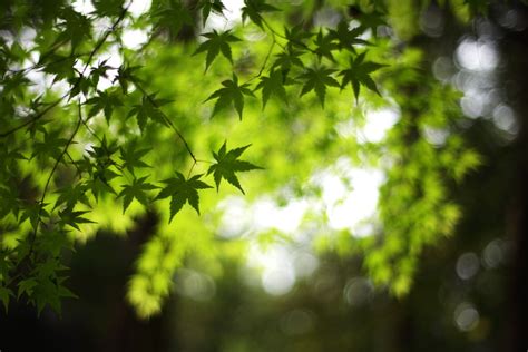 Shallow Focus Photography Of Green Leaves Hd Wallpaper Wallpaper Flare