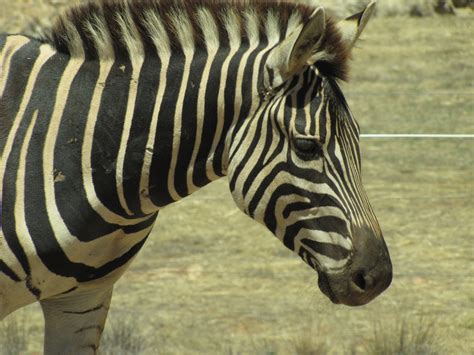 Zebras At Monarto Zoo South Australia Trevors Travels