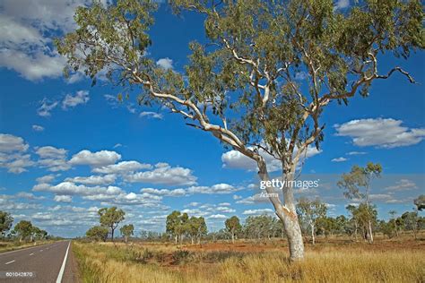 Eucalyptus Tree Gum Trees In The Australian Outback