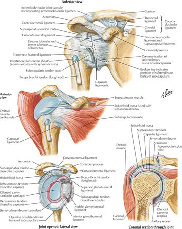 Shoulder joint of human body anatomy infographic diagram with all parts including bones ligaments muscles bursa cavity capsule cartilage membrane for medical science education and health care. Ligaments of the Shoulder - Cardiovascular Causes of ...