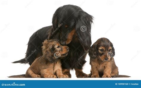 Mother Dachshund 4 Years Old And Her Puppies Stock Photo Image Of