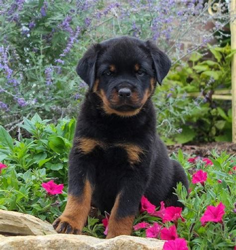 Adorable Rottweiler Puppies For Sale Quick Market