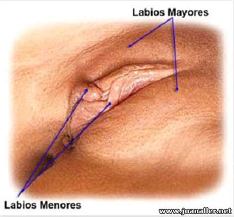 Labios Mayores Y Menores