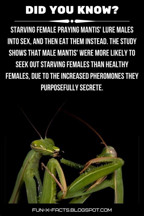 Praying Mantis Fun Facts Mantis Facts You Probably Didnt Know My Xxx