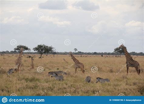 Animals At Ruaha National Park Stock Photo Image Of National Great