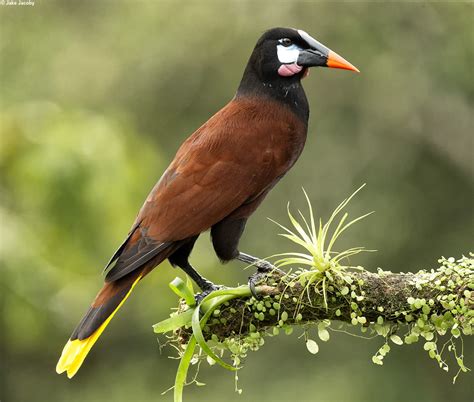 Bird Species Spotlight Montezuma Oropendola