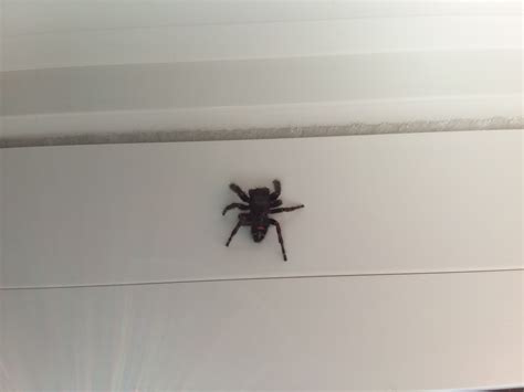 Unidentified Spider In Lidgerwood North Dakota United States