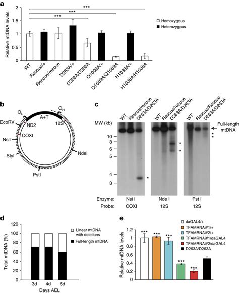 Quantification Of Mtdna Copy Number And Analysis Of Mtdna Integrity