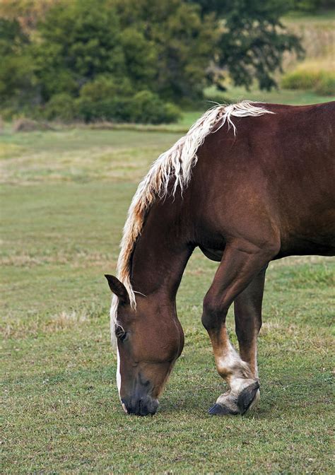 ↑ chronic progressive lymphedema (cpl) in draft horses // internet archive. Belgian Draft Horse 1 Photograph by Gerald Marella