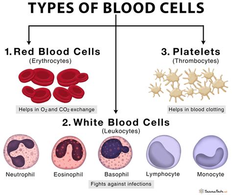 2d Diagram Red Blood Cells