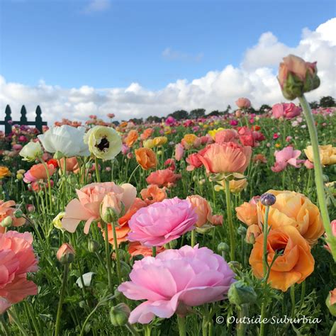 A Riot Of Color Ranunculus At The Carlsbad Flower Fields In California