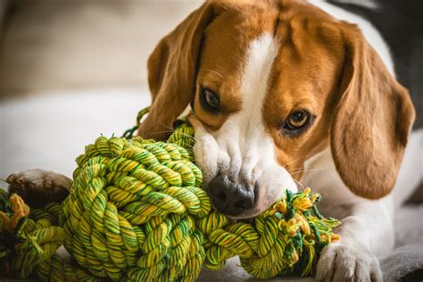 The Best Dog Rope Toy Reviews Pet Toy Uk 2021